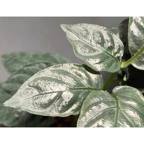 Ophiorriza sp. "鋼" from Aceh Selatan [HW0816-03]