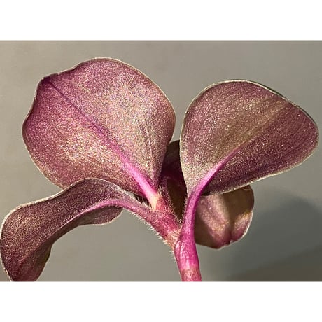 Geogenanthus ciliatus from Ecuador [tanakay]