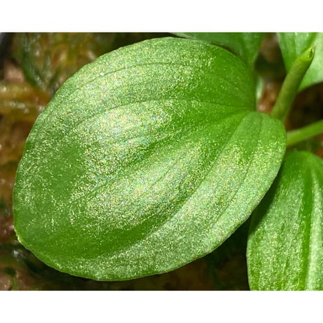 Homalomena sp. "Kayu Lapis" White Kal-barat [TB]