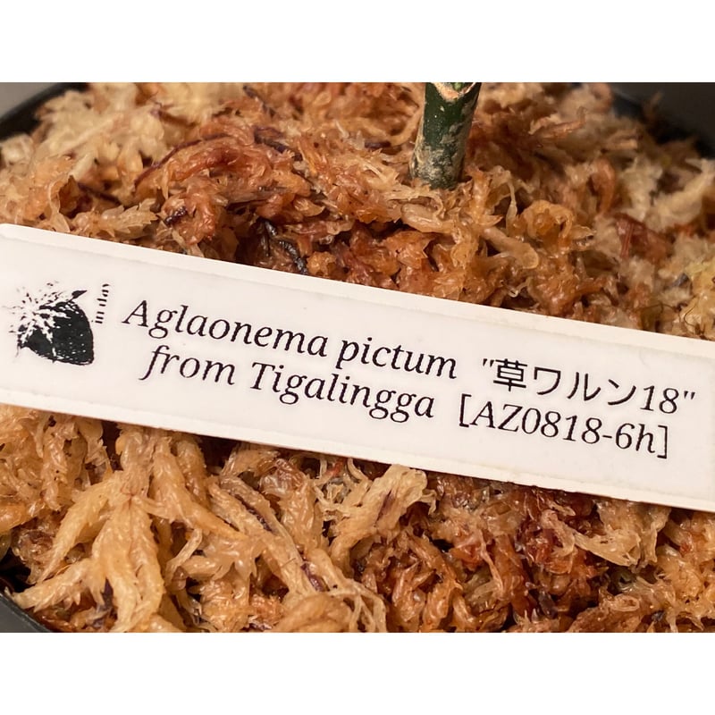 朝方迄処分価格【Weed】Aglaonema pictum 朝方迄処分価格【Weed】Aglaonema pictum 観葉植物