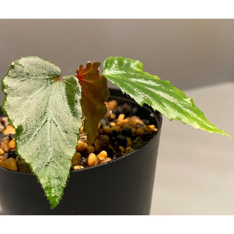 Begonia cf. laruei from Aceh sumatera [LA0216-02]