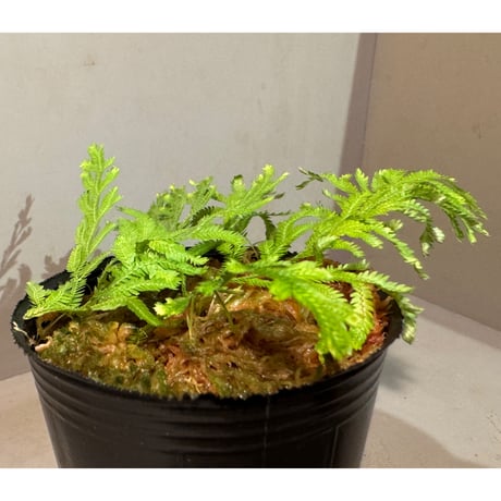 Selaginella biformis [STRINGE PLANTS]