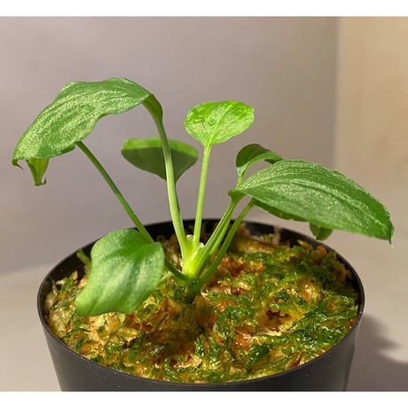 Homalomena sp. "Mobius GG" BNN from Sibolga utara [IDY1018-1]
