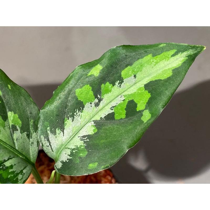 Aglaonema pictum tricolor 