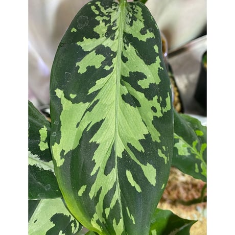 Aglaonema pictum "Hierophant-Green" 法皇緑 from Sumatera Barat [AZ0512-X]