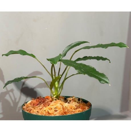 Homalomena sp. from Siberut sumatera [LA0212-00]