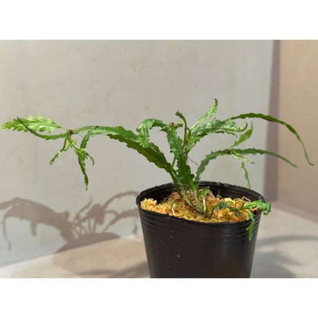 Microsorum sp. "Short Dragon Tail"