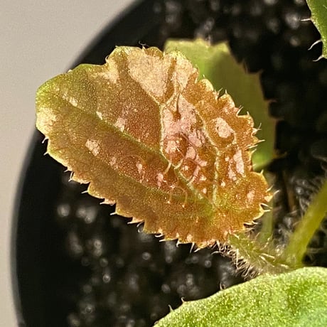 Begonia susaniae