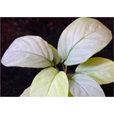 Homalomena sp. "Kayu Lapis" White Kal-barat [TB]
