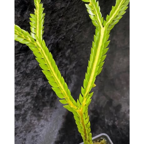 Phlegmariurus phlegmarioides Aimas, Sorong, West Papua 伊藤蟻植物農園