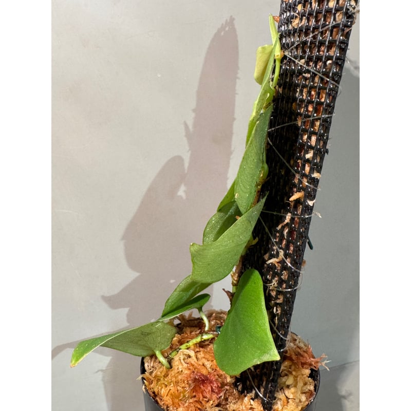 【tanakay便】Campyloneurum sp.Iquitos, Peru Campyloneurum sp. Iquitos,Peru【tanakay】 | Plants Base
