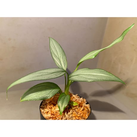 Homalomena sp. White leaf from "Pendang" Kal tengah [TB]