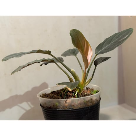 Furtadoa cf. sumatrensis 問屋便