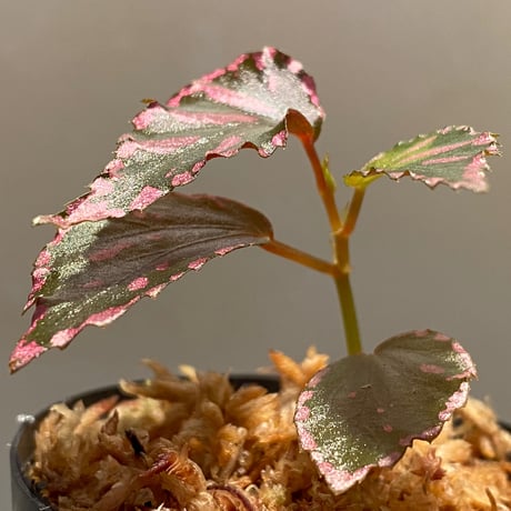 Begonia sp. ぼっち株 from Julau [R1214-01b]