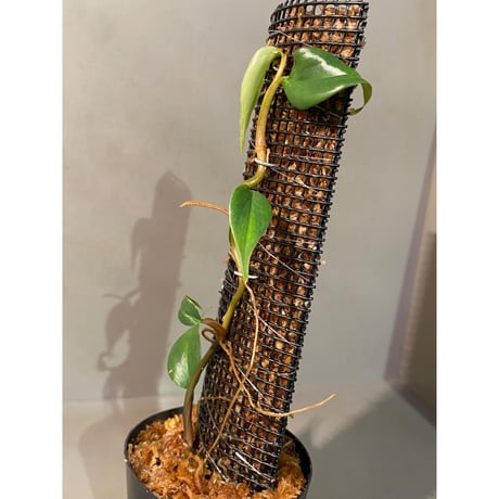Philodendron sp. from Colombia [tanakay]