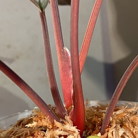 Homalomena sp. "Platinum Velvet" from Kepulauan Riau [KN] ①