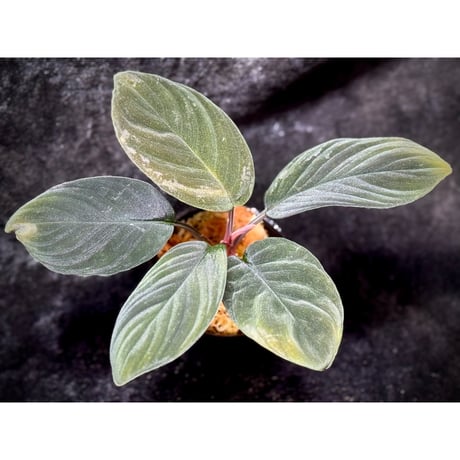 Homalomena sp. from Riau sumatera