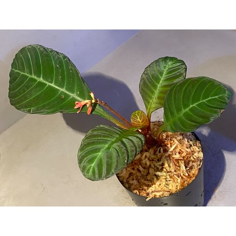 Hoffmannia discolor