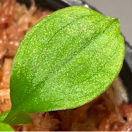 (2芽) Homalomena sp. from Solok sumatera [LA0616-03]