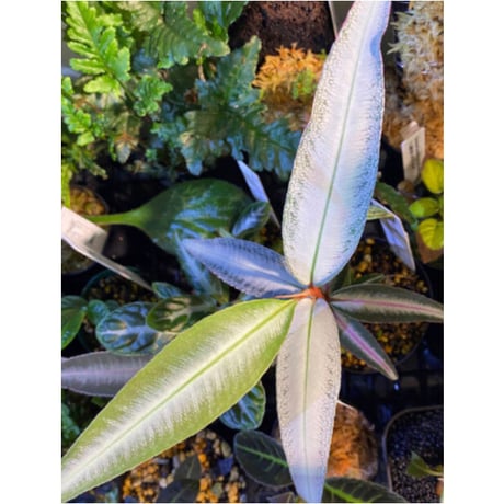 Labisia sp. from Kapuas hulu Kalimantan barat