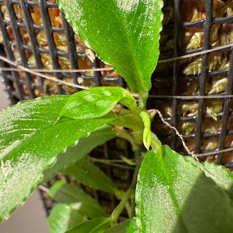 Unknown from Iquitos Peru [tanakay]