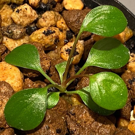 Homalomena sp. from Tambunan [TK200217]
