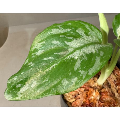 Schismatoglottis Rongisupata from West Kalimantan [KN]