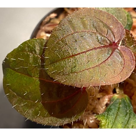 Phyllagathis sp. from Cao Bang Viet Nam [R1217-02]