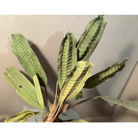 Mapania cuspidata  from Bengkayang West Kalimantan