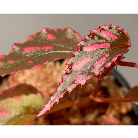 Begonia sp. ぼっち株 from Julau [R1214-01b]