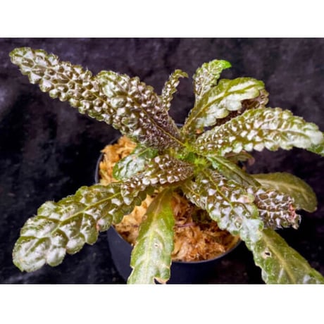 Nautilocalyx pemphidius