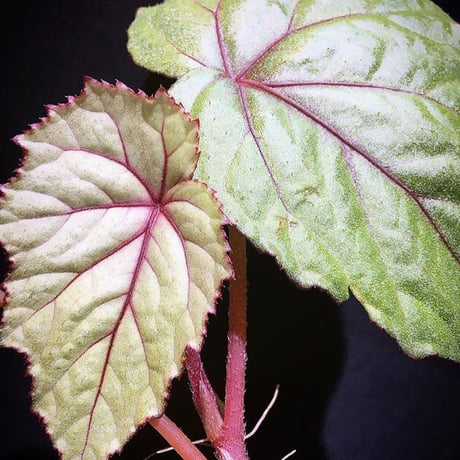 Begonia sp. from Ha Noi [TK140617]