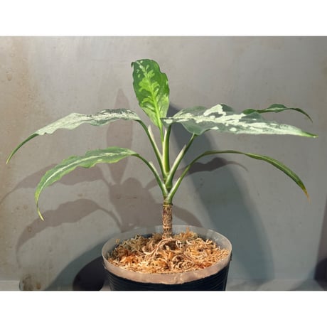 Aglaonema pictum A しるば〜らいん from Aceh sumatera [LA0217-04]