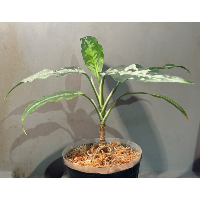 Aglaonema pictum A 