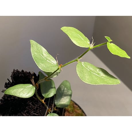 Ficus sp. from Murung raya [LA0515-05]