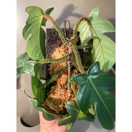Philodendron squamiferum ②
