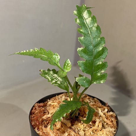 Bolbitis subcardata 西表島産