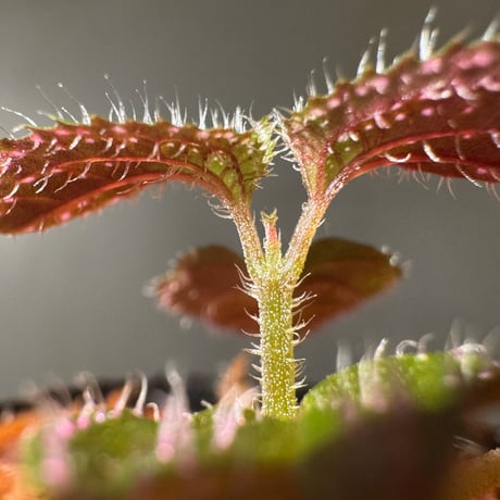 Sonerila sp. from Landak West Kalimantan