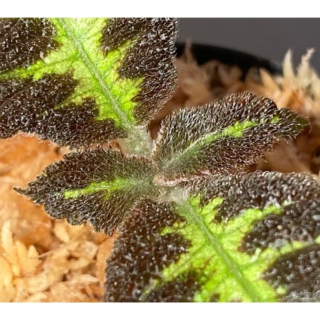 Nautilocalyx picturatus