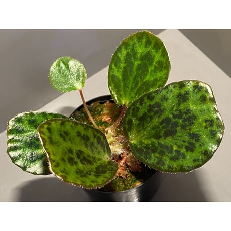 Begonia blancii