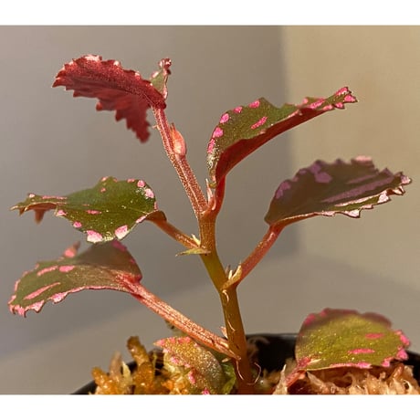 Begonia sp. ぼっち株 from Julau [R1214-01b]