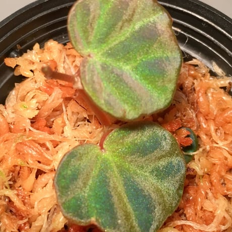 Begonia sp. from Sarawak