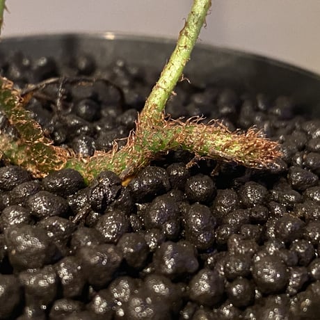 (大株) Microsorium sp. from Saripoi [LA0515-02]