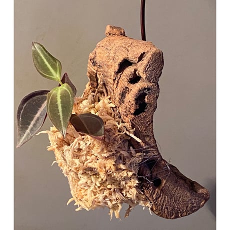 Pachycentria sp. from Selangor
