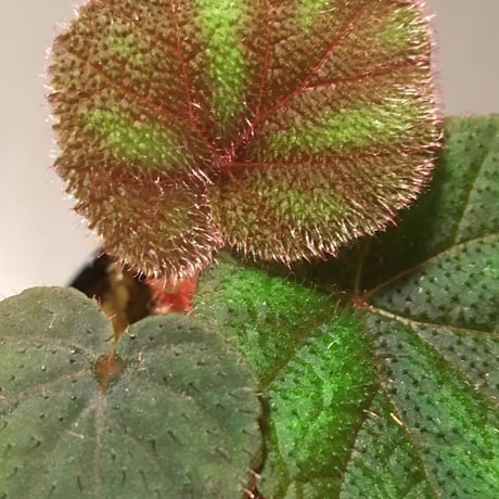Begonia Versicolor from Chinese