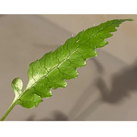 Bolbitis subcardata 西表島産