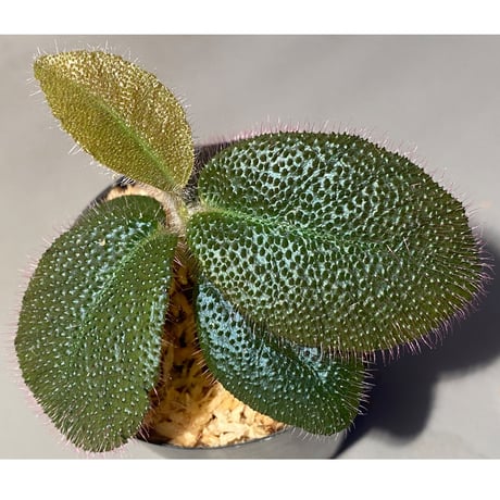 Ardisia mamillata from South China