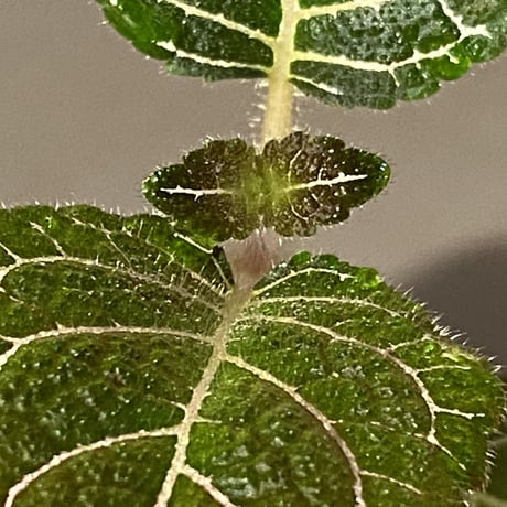 Pearcea hypocyrtiflora from Rio Napo Ecuador [tanakay] 赤葉脈