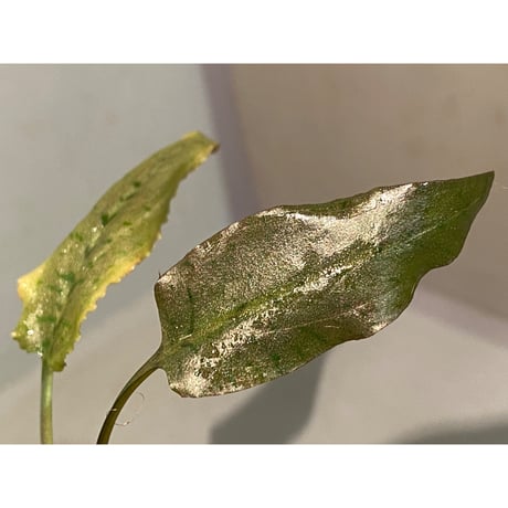 Cryptocoryne xagusii [TB]