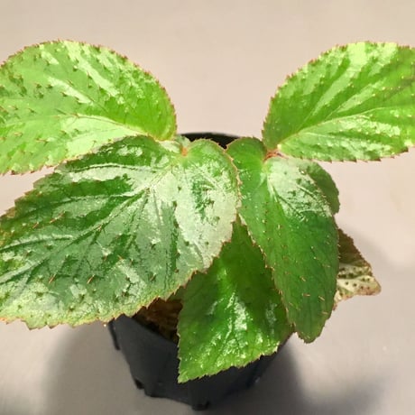 Begonia sp. from Tasik Kenyir [KZT080118-3]